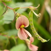 Aeschynomene americana L.